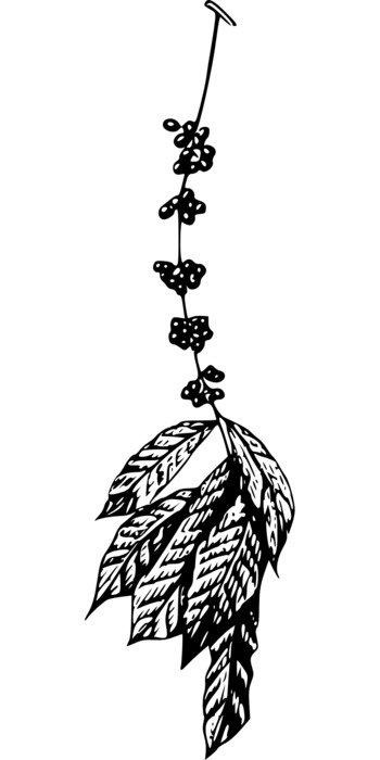 Drawing coffee branches in biology