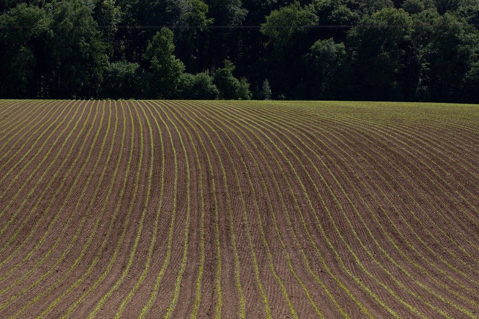 Arable field in the spring