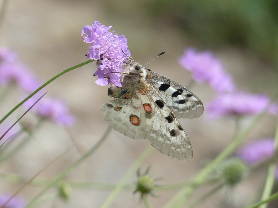 Butterfly on a purple flower in the field