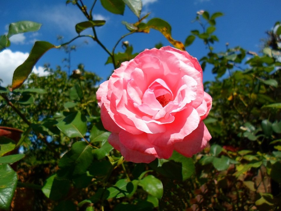 rosa flower summer garden scenery