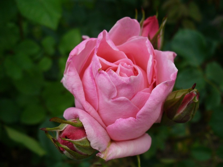 Picture of pink rosa flower