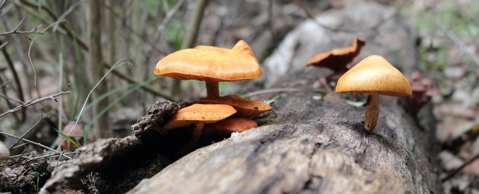 mashroom nature