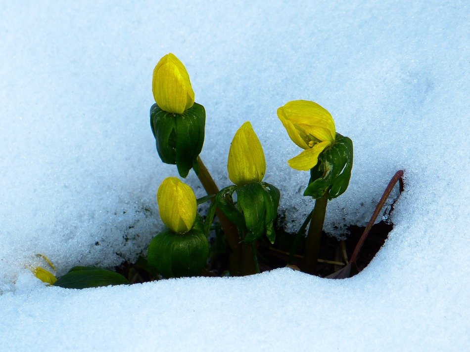 early yellow flowers in the snow