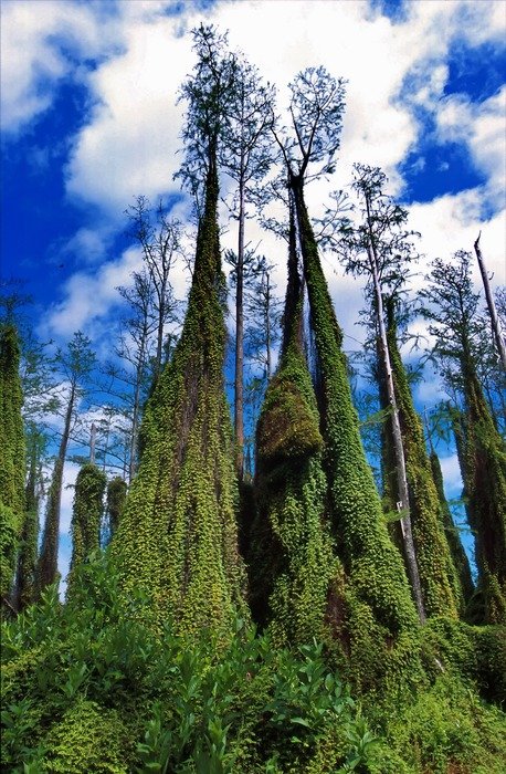 climbing fern florida trees nature