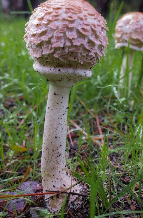 closeup photo of hidden in the grass mushrooms
