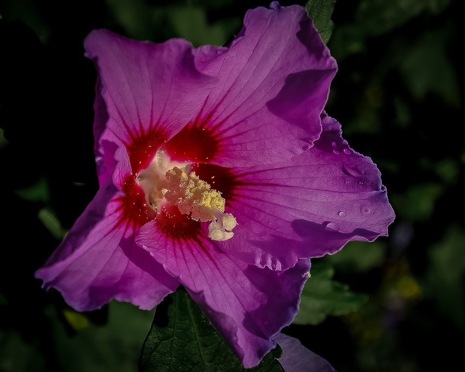 Purple Althea flower