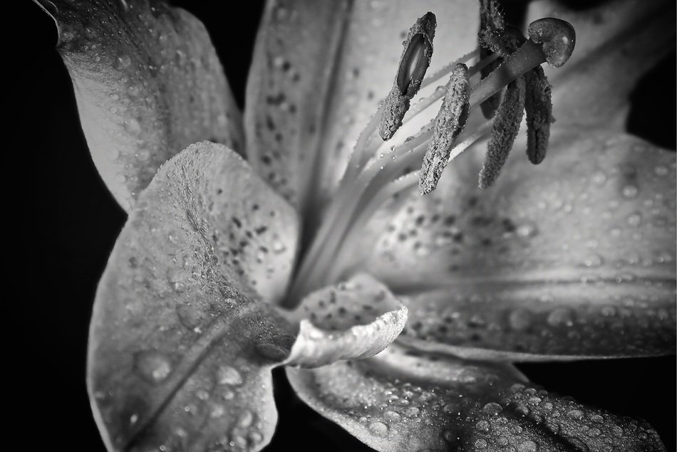 monochrome picture of lily blossom
