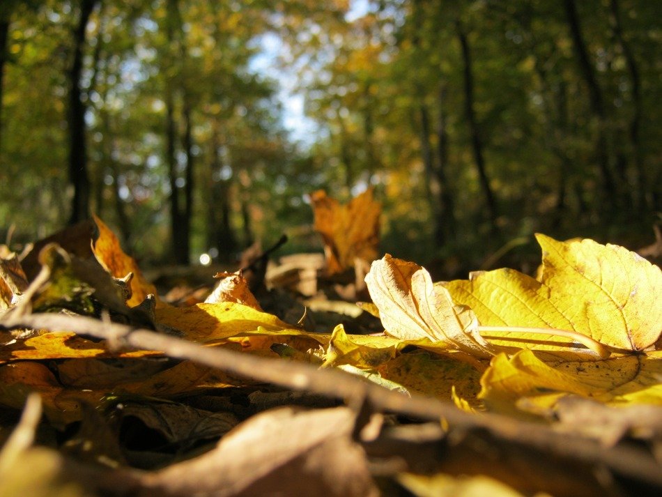 Forest floor leaves free image download