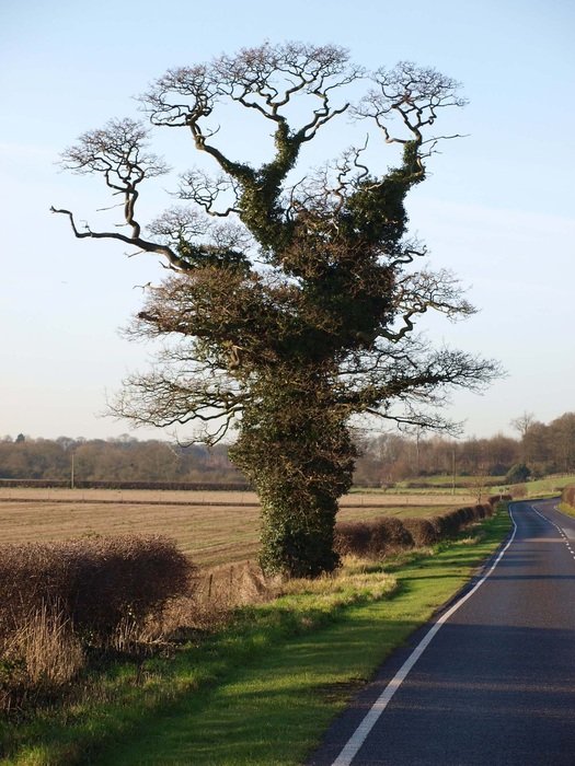 Picture of oak tree on a roadside