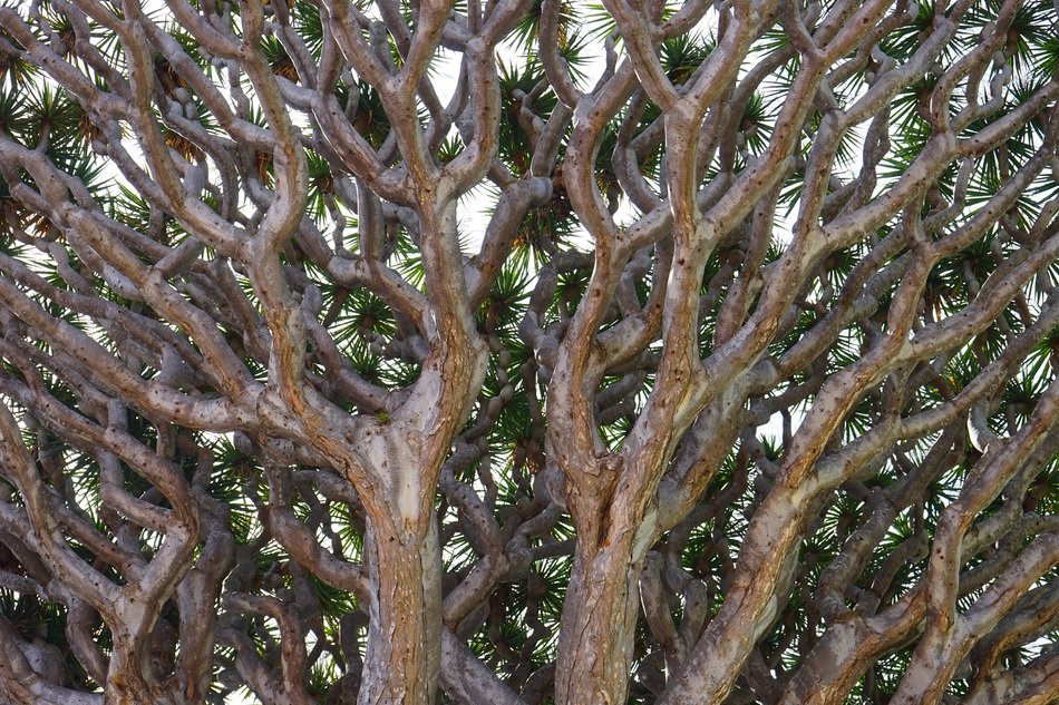 brown dragon tree branches