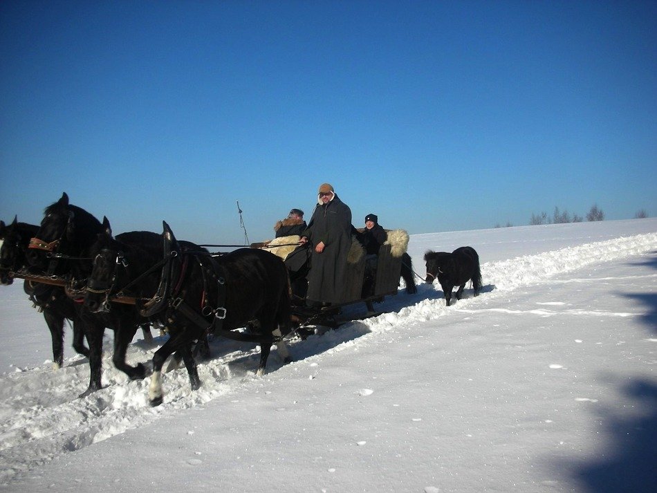 Horses with a cart ride through the snow
