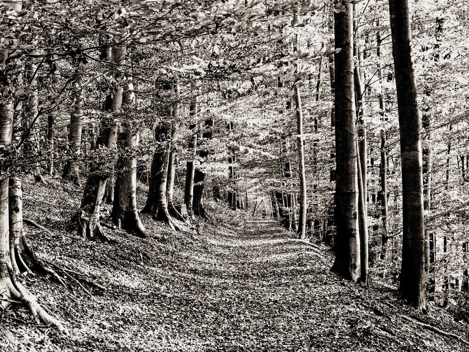 wide trail in the forest in monochrome image