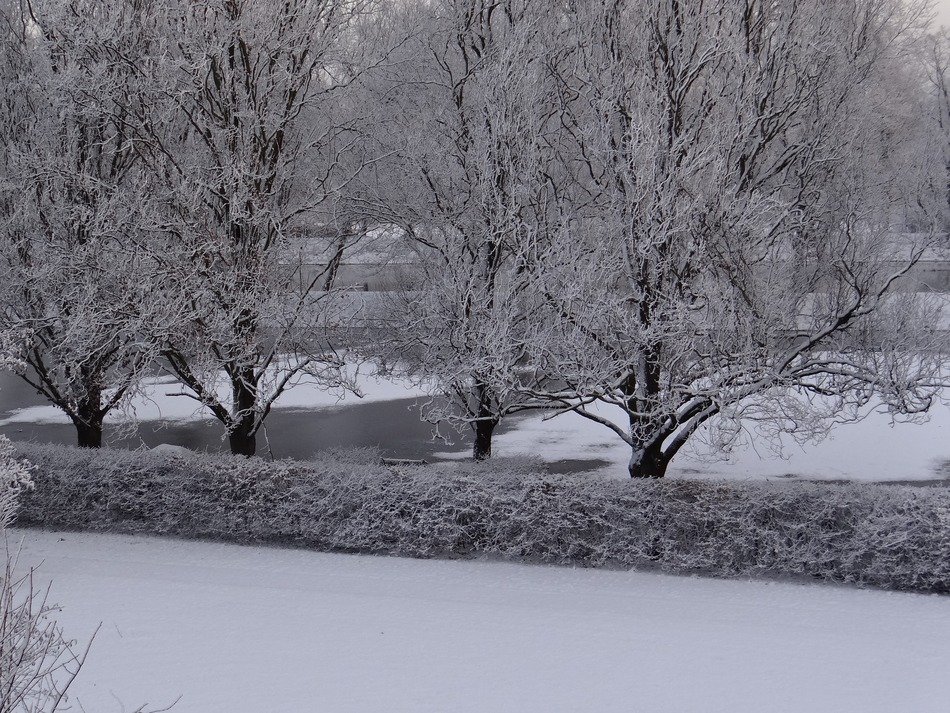 magical frost on the trees along the river