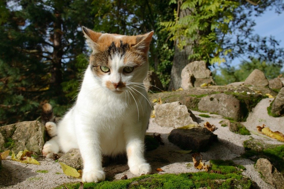 Picture of the cat in a forest