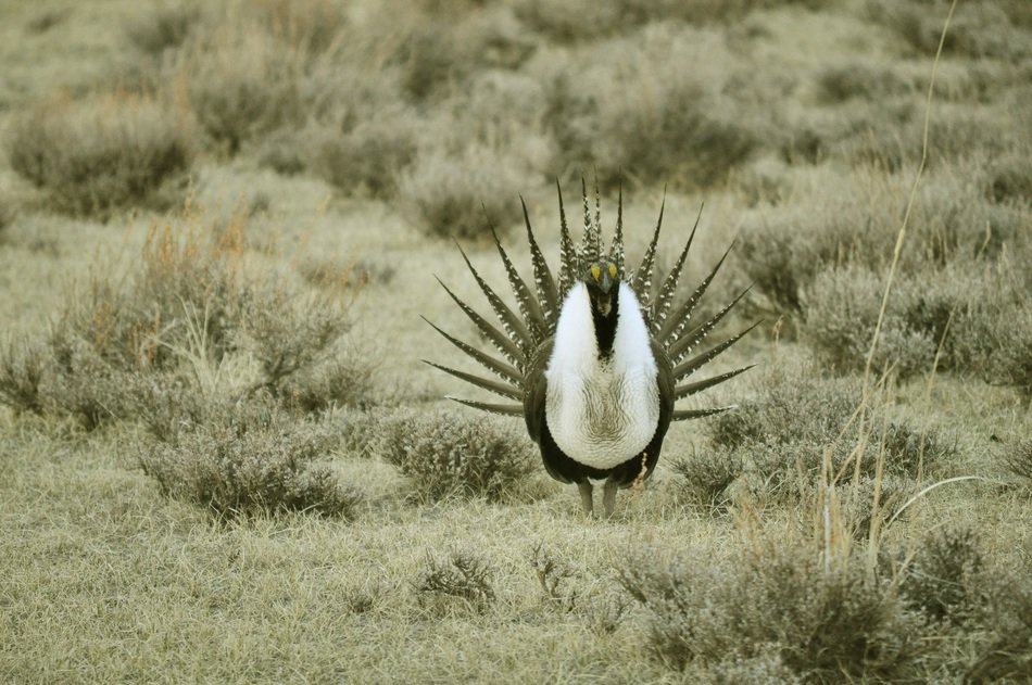 beautiful unusual bird in the wild