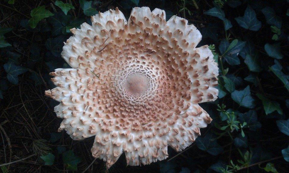 wild mushroom in season