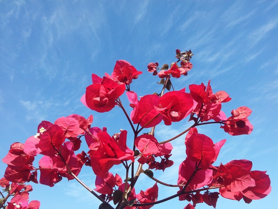 flowers in the blue sky
