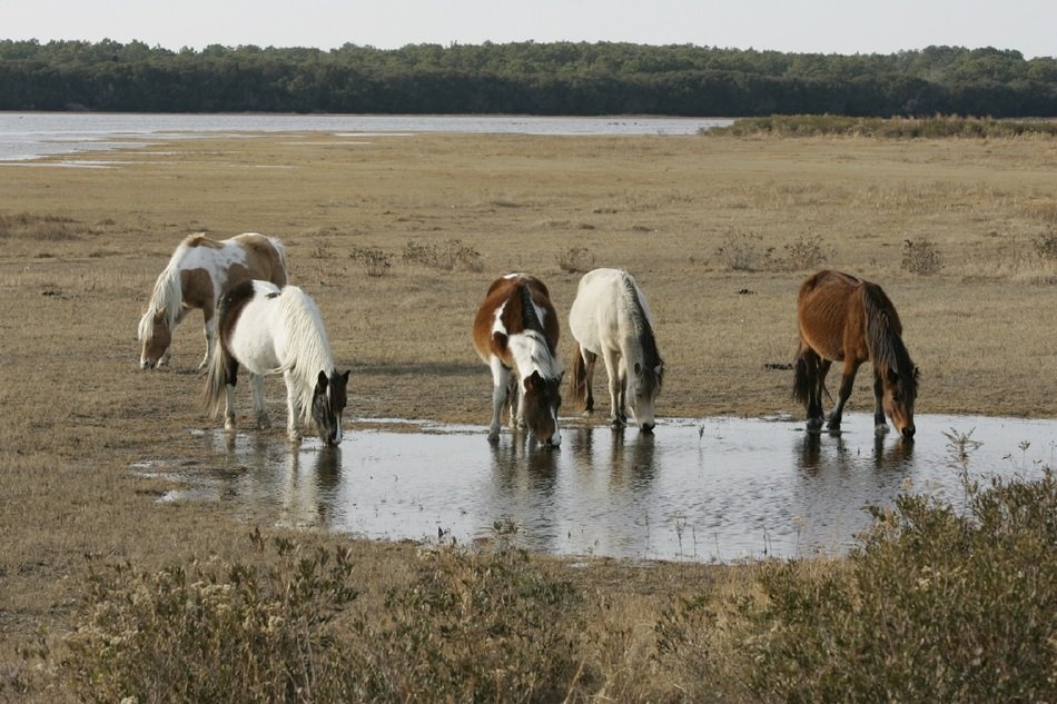 Wild horses near the water