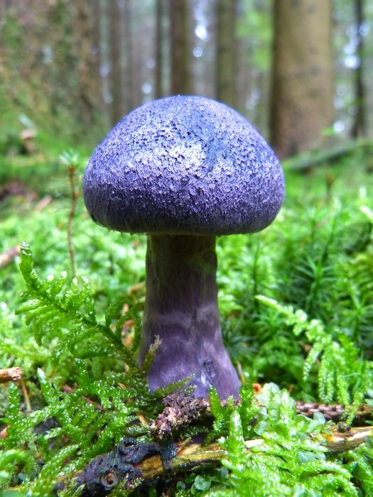 purple mushroom in the forest