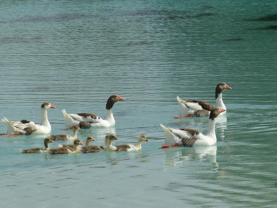 ducks are floating in Pamukkale, Turkey