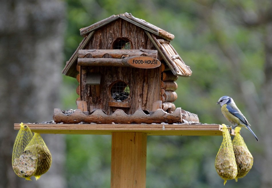 A bird by the bird's house