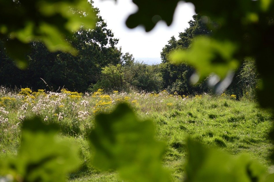 secret floral field