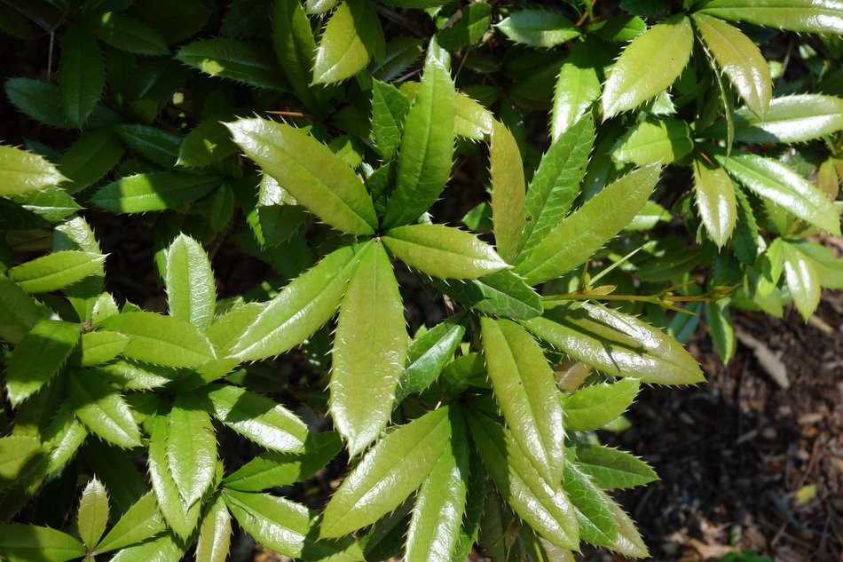 prickly plant in the arnold arboretum
