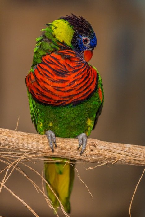 cute colorful parrot