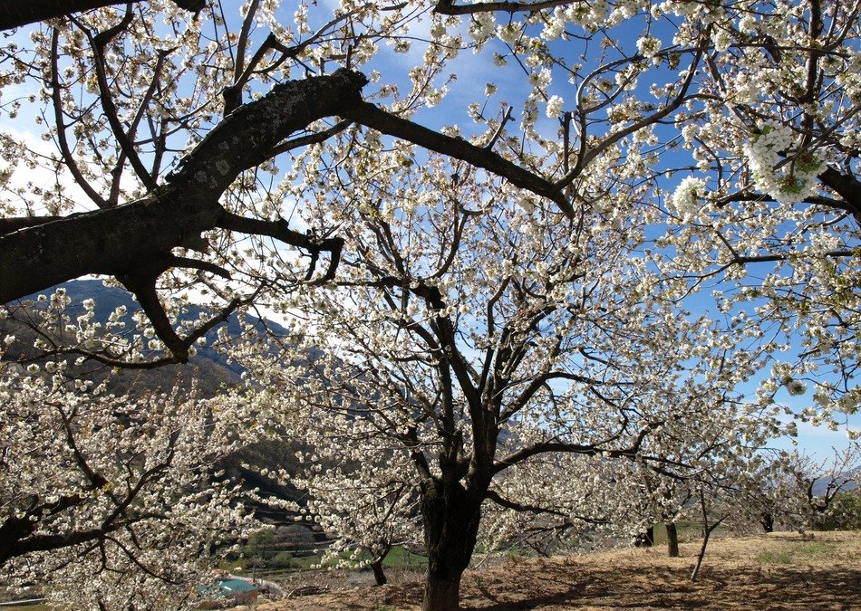 Contrast of the cherry trees