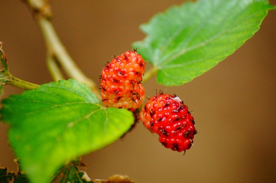 Small berries on a branch