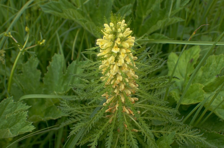 yellow pedicularis foliosa in the meadow