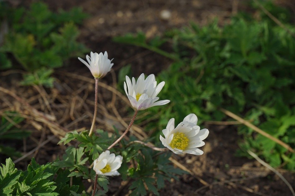 forest white blossom