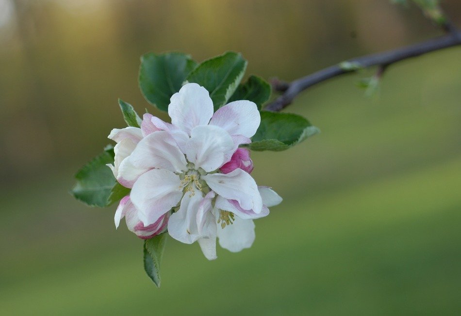 apple blossoms on the twig on a blurred background