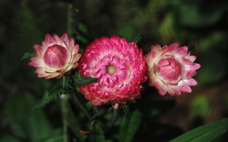 pink flowers strawflower on the bush