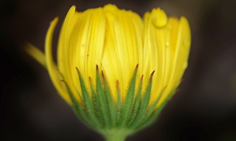 Yellow flower in the haze