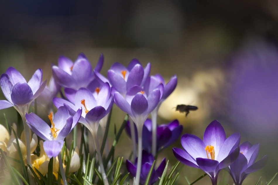 Beautiful yellow, white and violet spring crocus with a bee