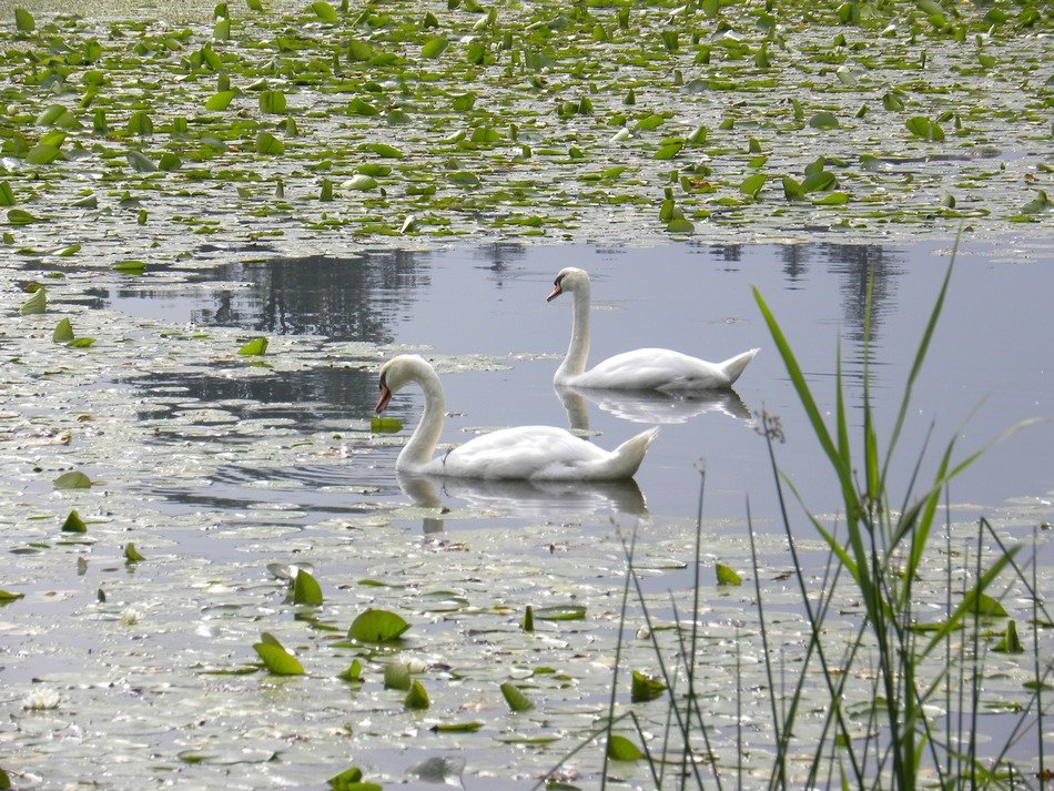 swans pond water lilies