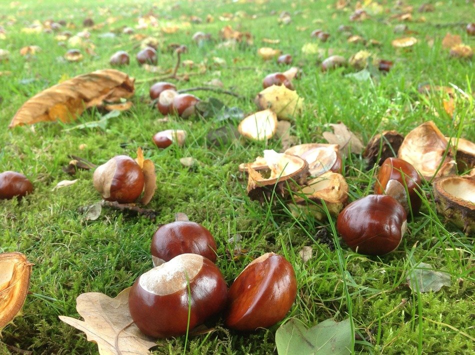 Chestnuts on the grass in the garden in autumn
