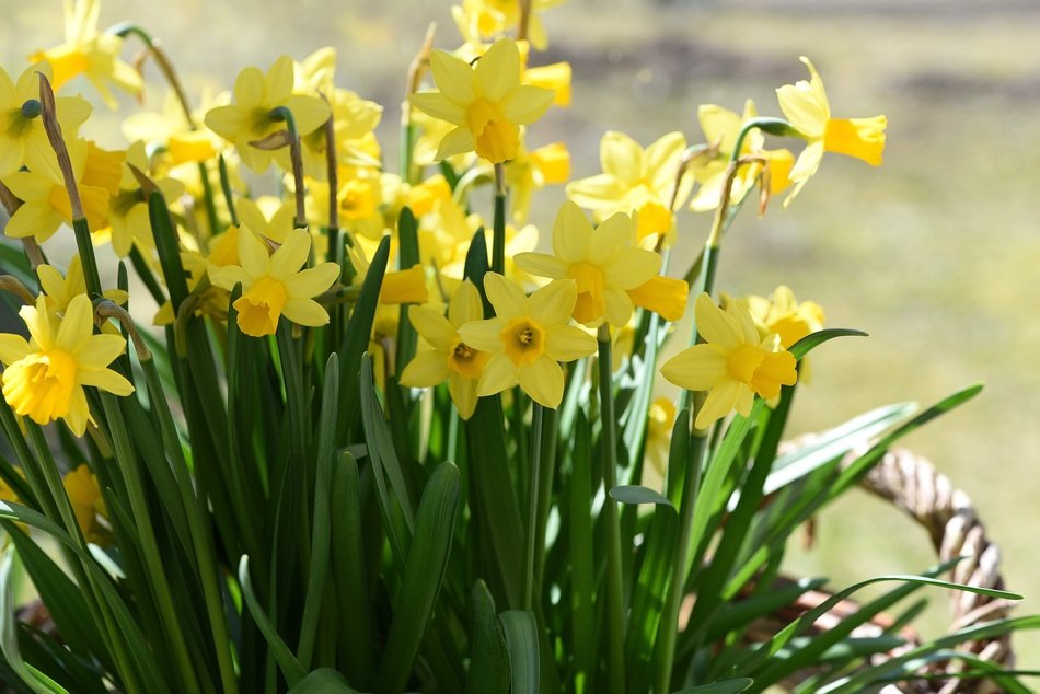 Beautiful blossoming yellow daffodils in a basket among the plants