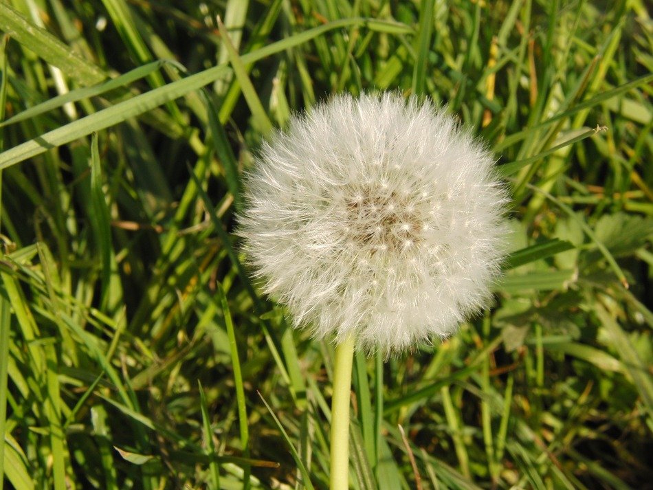 Common dandelion in a meadow