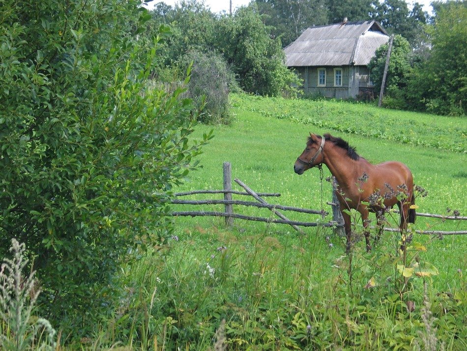 Horse in the summer