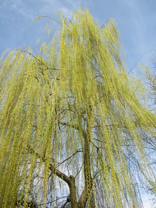 germany tree