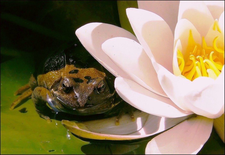 green frog and pink water lily close