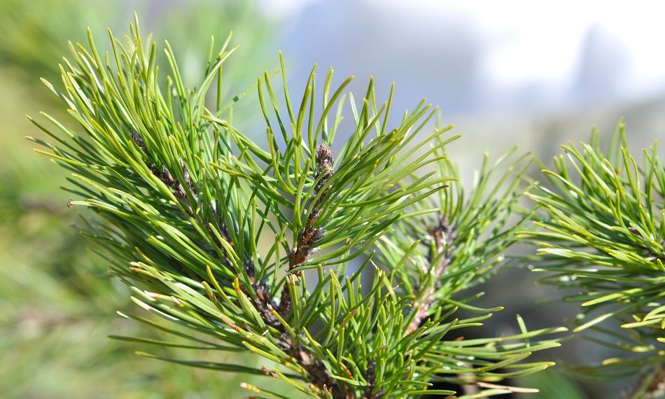 Pine branch in the sunlight