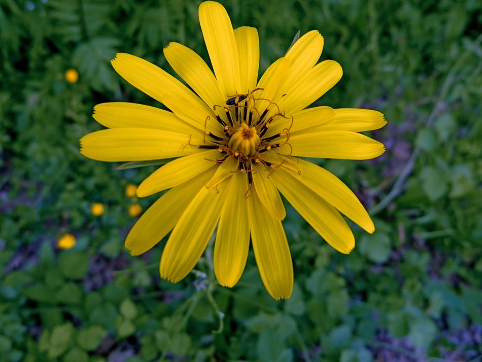 CrÃ©pide golden yellow flowers