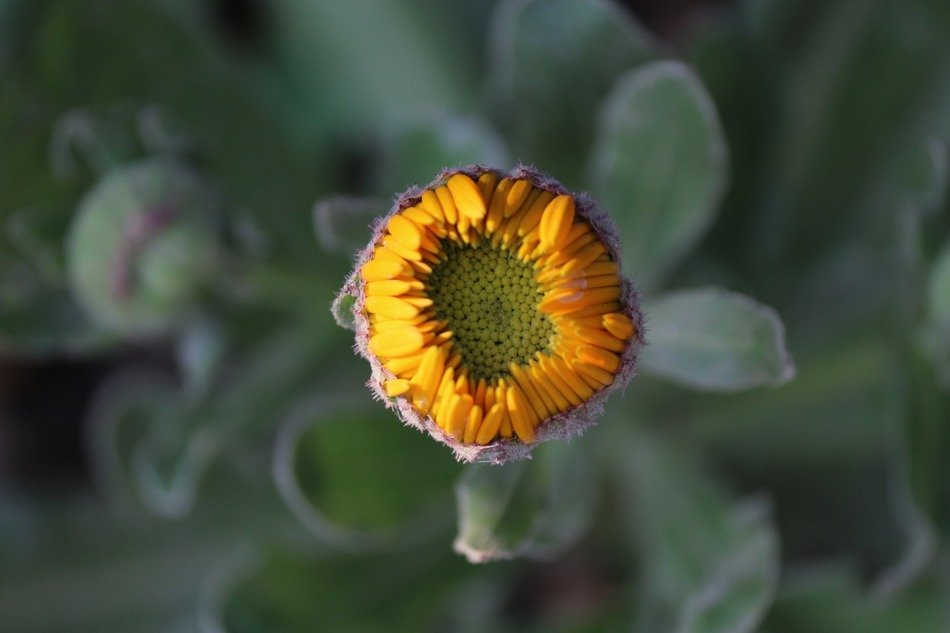 Beautiful colorful flower bud in spring