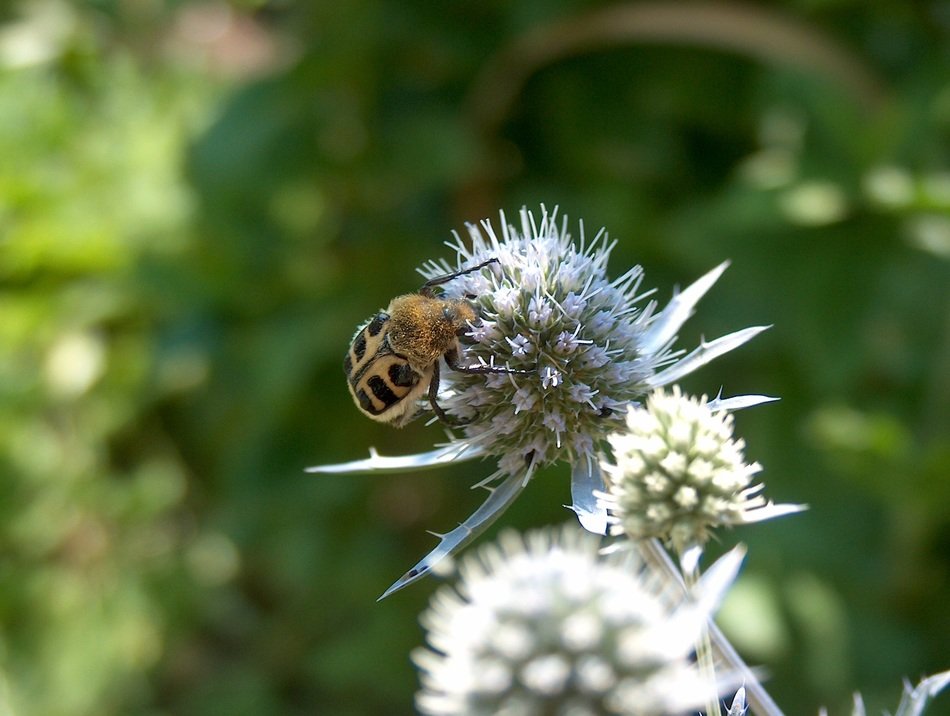 insect on weed