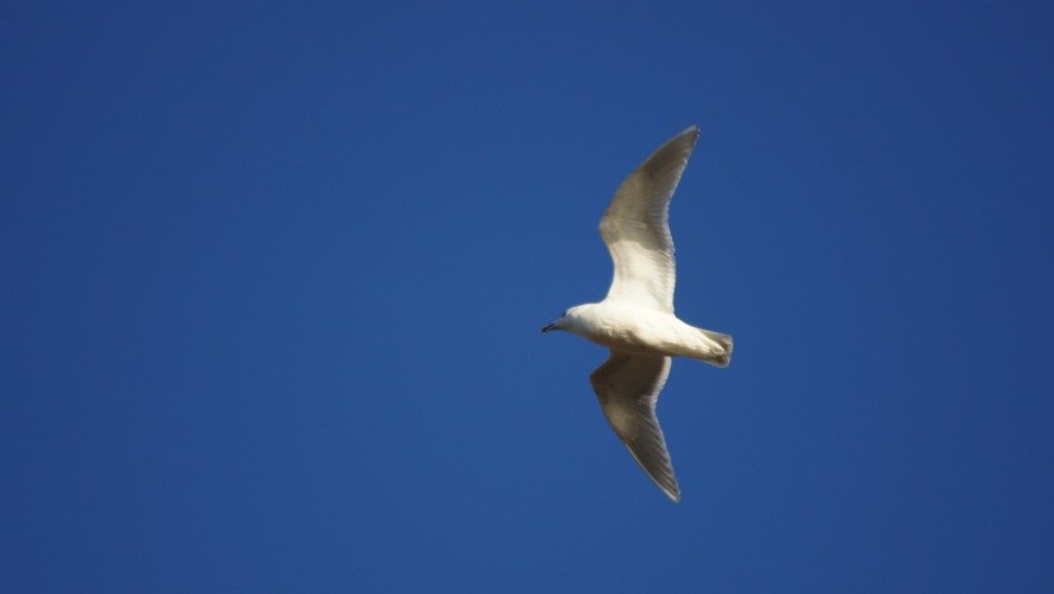 Beautiful seagull in the beautiful blue sky