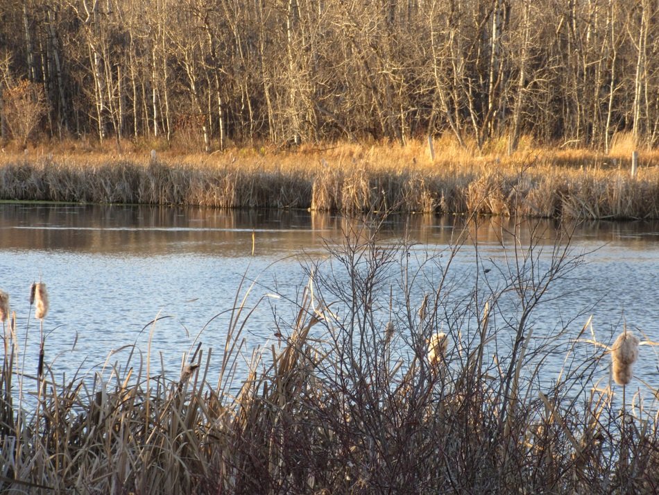 quiet pond among the reeds in the fall