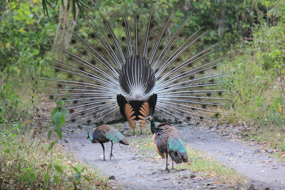 forest beauty peacock natural